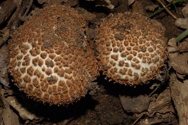 Piccola escursione in bosco di pianura