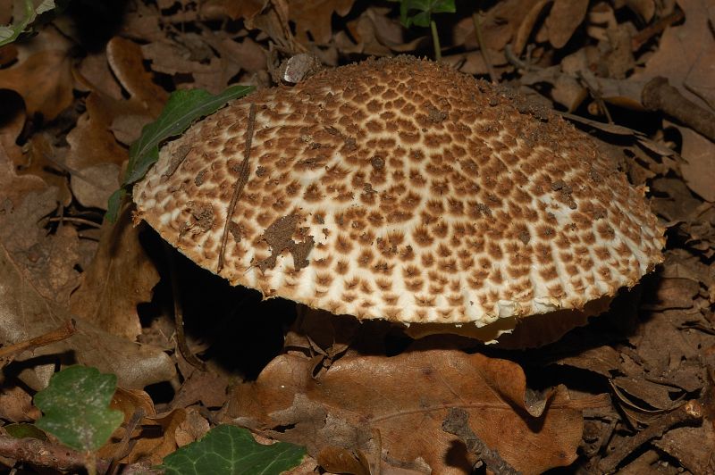 Piccola escursione in bosco di pianura