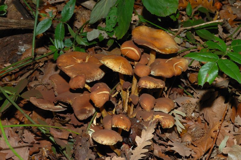 Piccola escursione in bosco di pianura