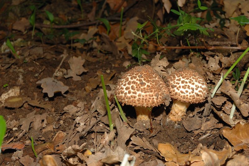 Piccola escursione in bosco di pianura