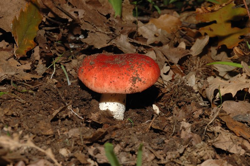 Piccola escursione in bosco di pianura