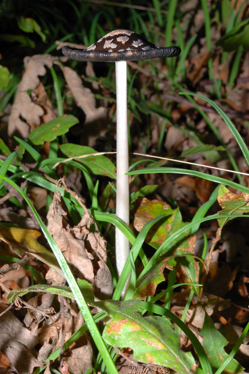 Piccola escursione in bosco di pianura