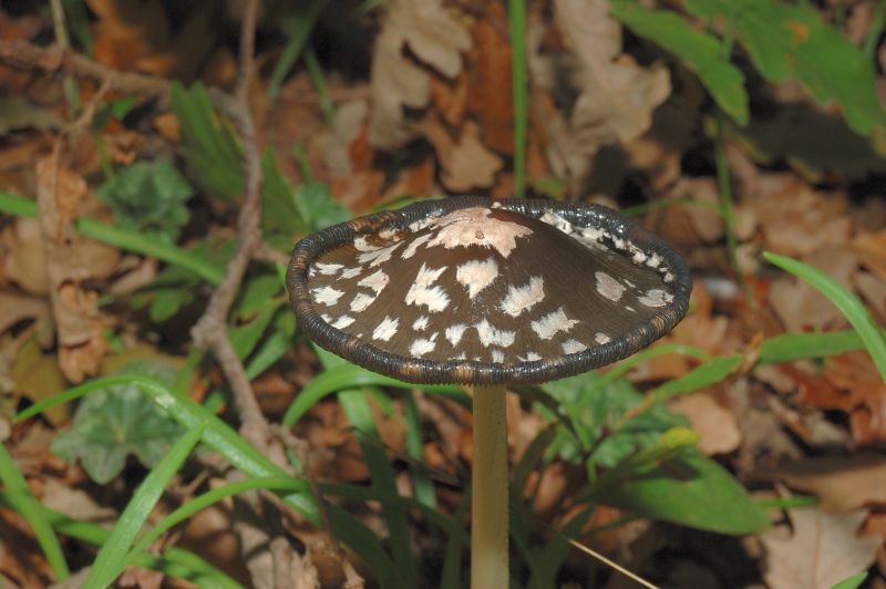 Piccola escursione in bosco di pianura