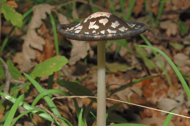 Piccola escursione in bosco di pianura