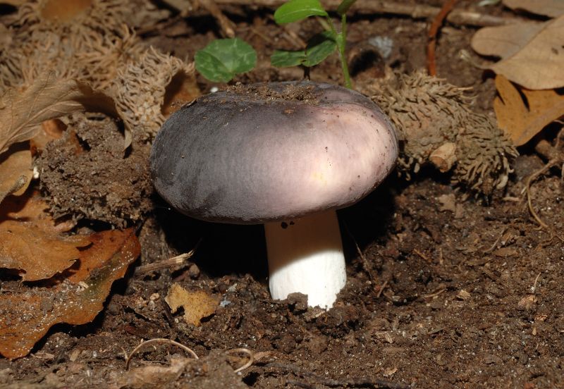 Piccola escursione in bosco di pianura