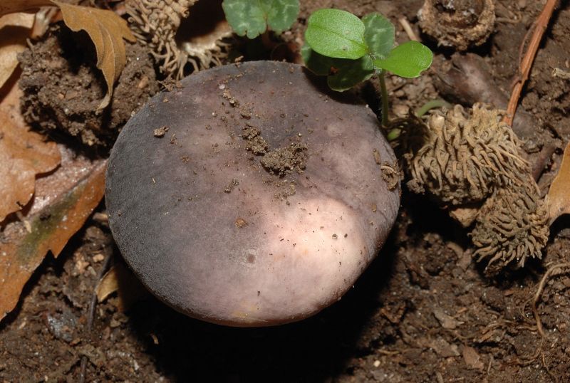 Piccola escursione in bosco di pianura