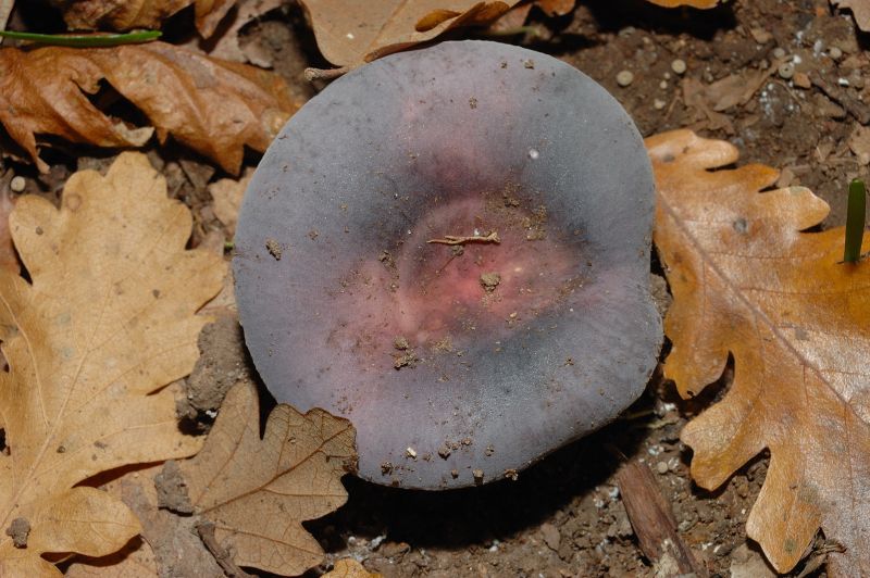 Piccola escursione in bosco di pianura