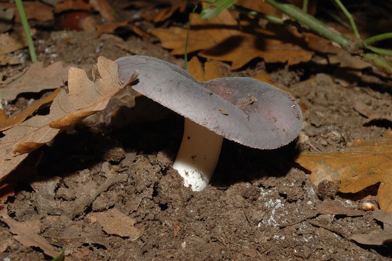 Piccola escursione in bosco di pianura