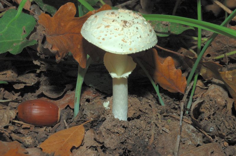 Piccola escursione in bosco di pianura