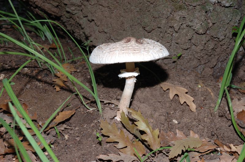 Piccola escursione in bosco di pianura