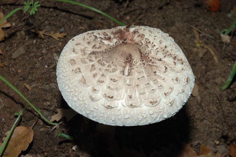 Piccola escursione in bosco di pianura