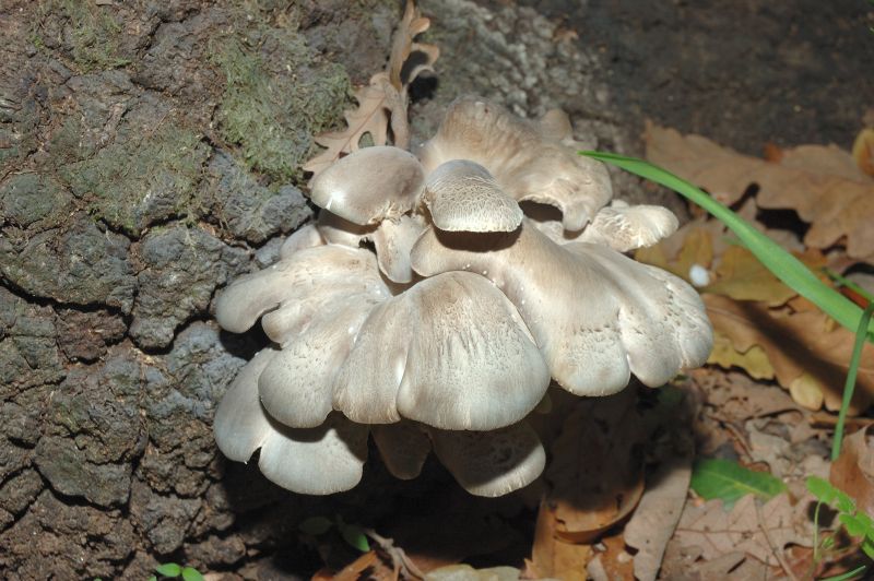 Piccola escursione in bosco di pianura