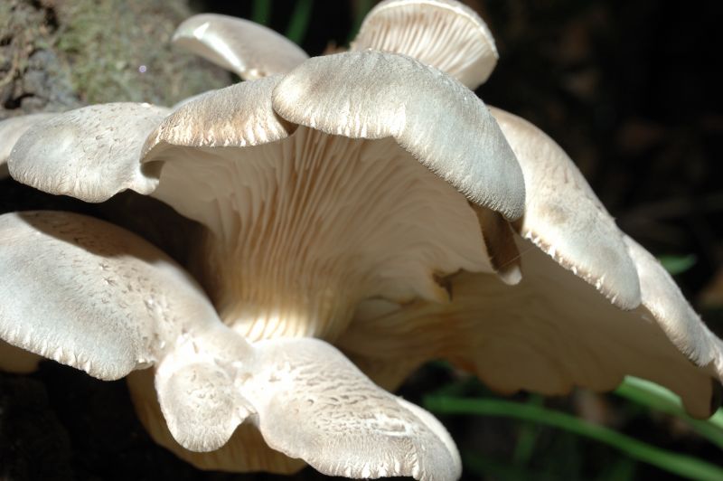 Piccola escursione in bosco di pianura