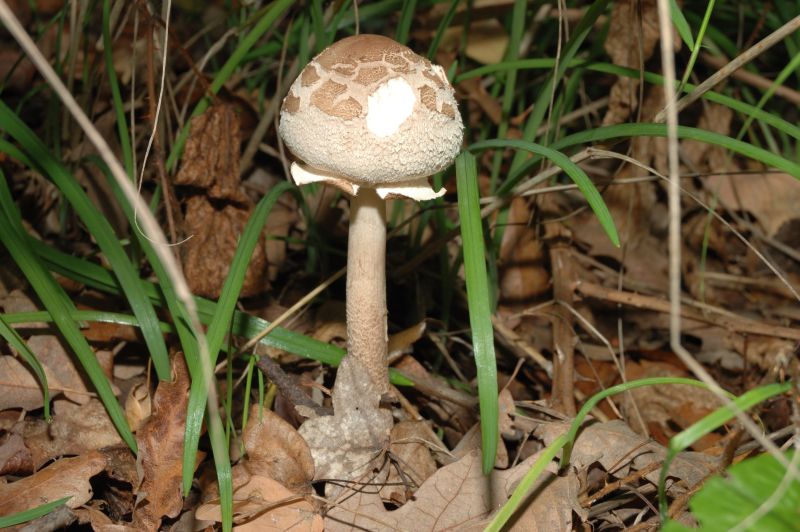 Piccola escursione in bosco di pianura