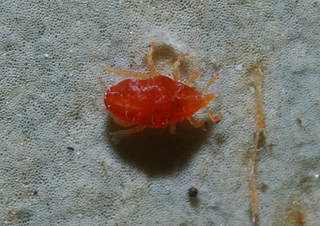 Cyta sp. (Bdellidae)