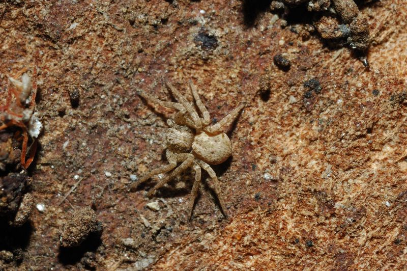 Philodromus sp. juvenile