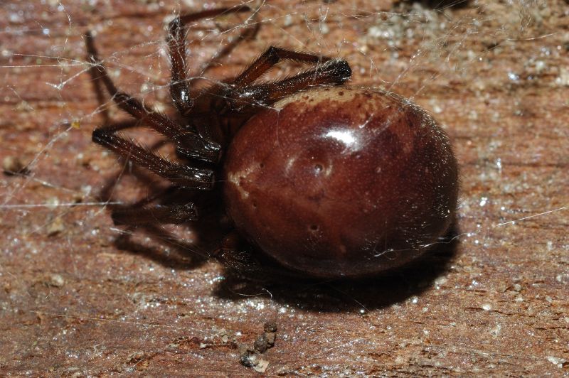 Steatoda nobilis