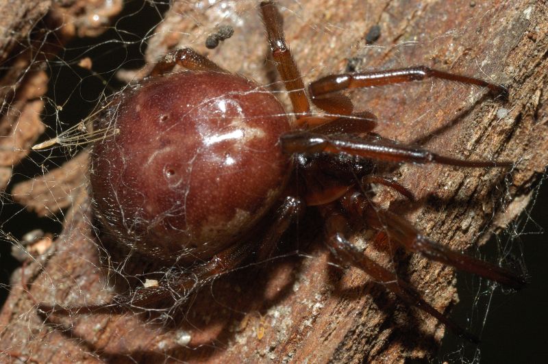 Steatoda nobilis