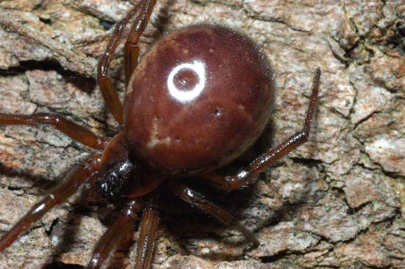 Steatoda nobilis