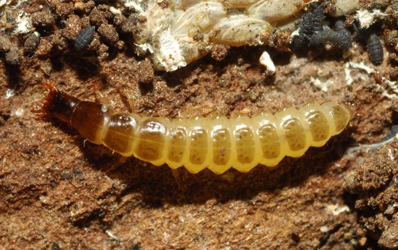 Larva di Carabide