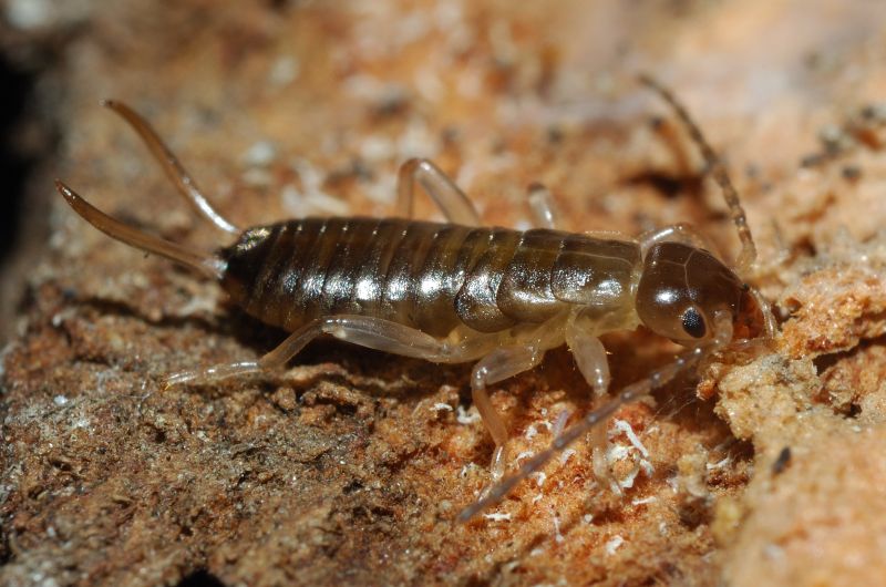 Giovane di Forficula auricularia