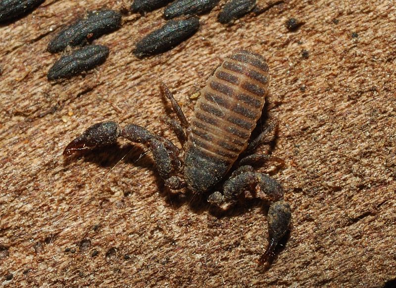 Due pseudoscorpioni