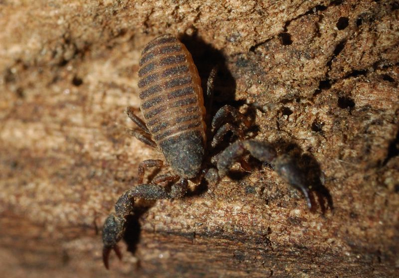 Due pseudoscorpioni