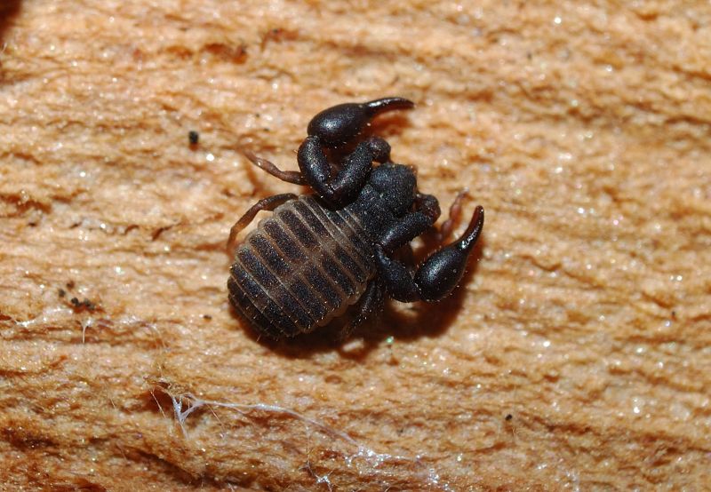 Due pseudoscorpioni