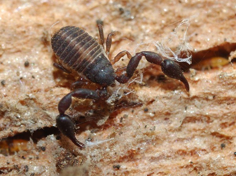 Due pseudoscorpioni