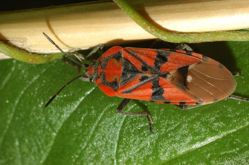 Aphanus rolandri e Spilostethus pandurus