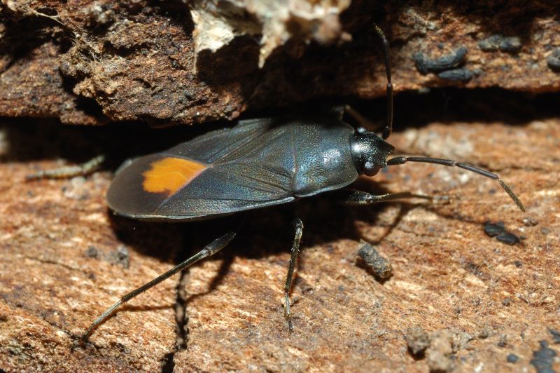 Aphanus rolandri e Spilostethus pandurus