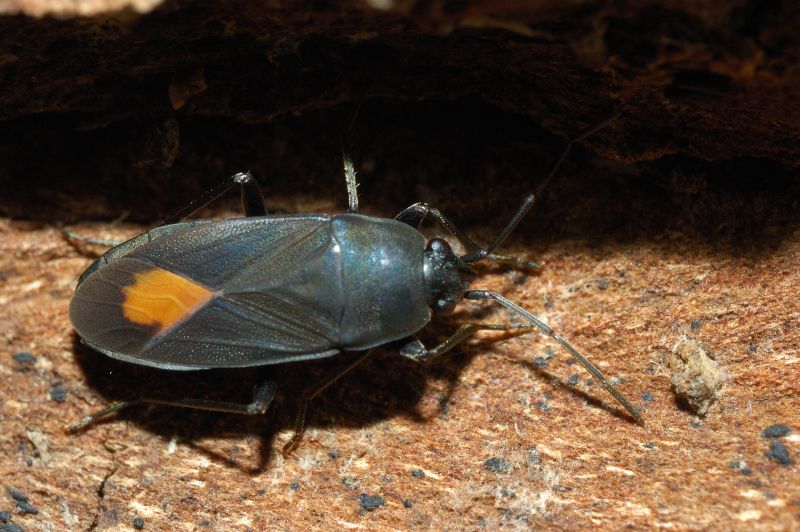 Aphanus rolandri e Spilostethus pandurus