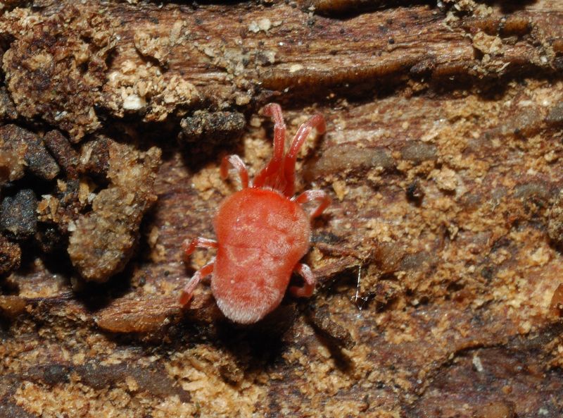 Trombidiidae - Trombidium sp. ?