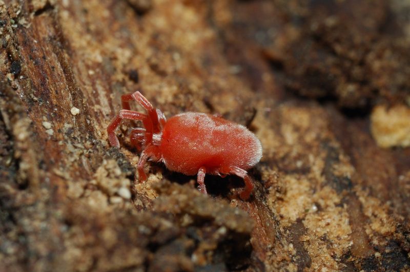 Trombidiidae - Trombidium sp. ?