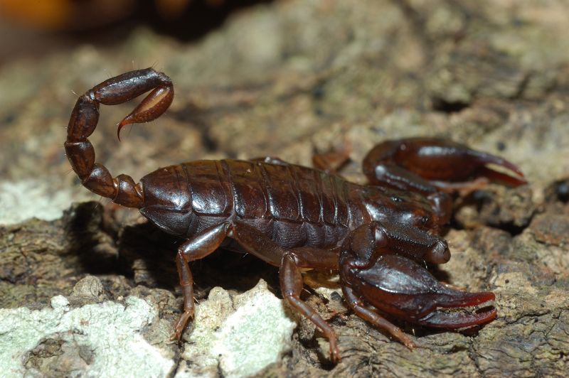 Euscorpius concinnus