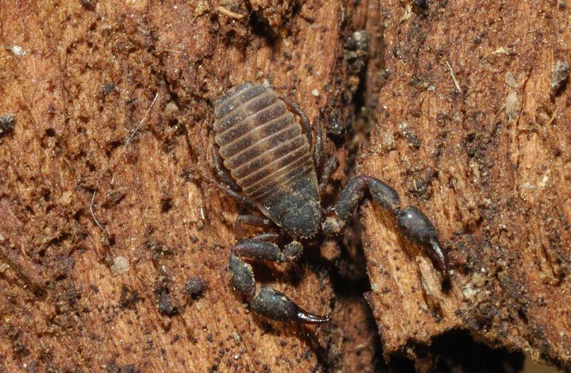 Due pseudoscorpioni