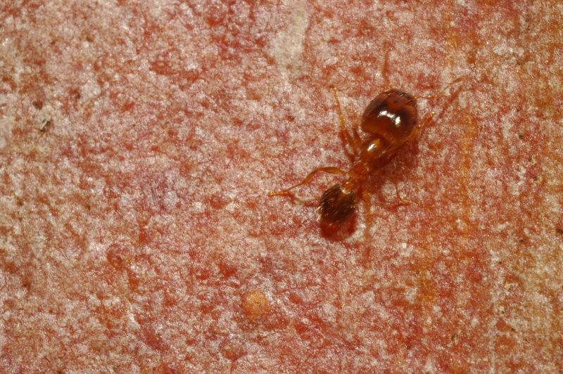 Pheidole pallidula