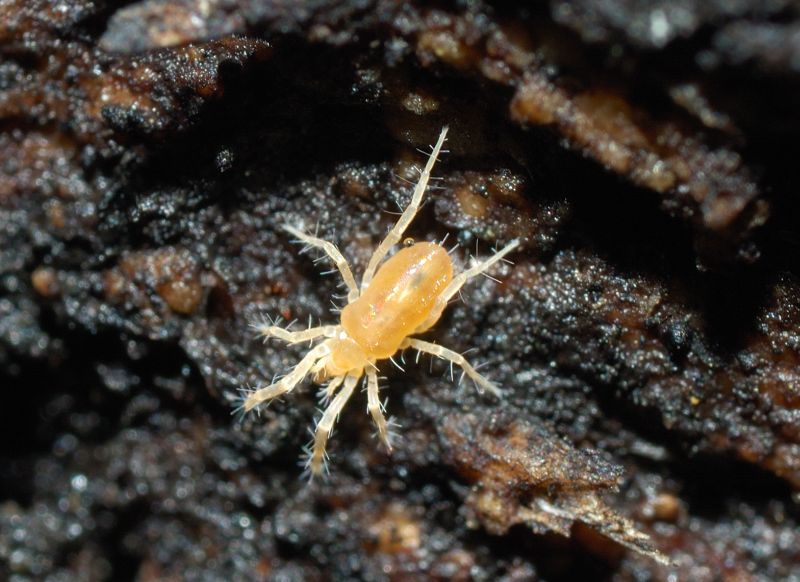 Acaro arancione: Rhagidiidae