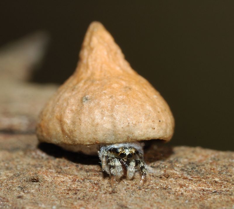 Cuc (maschio subadulto di Salticus in uno strano rifugio)