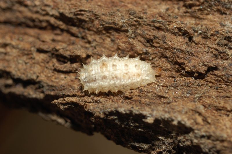 larva di dittero Syrphidae