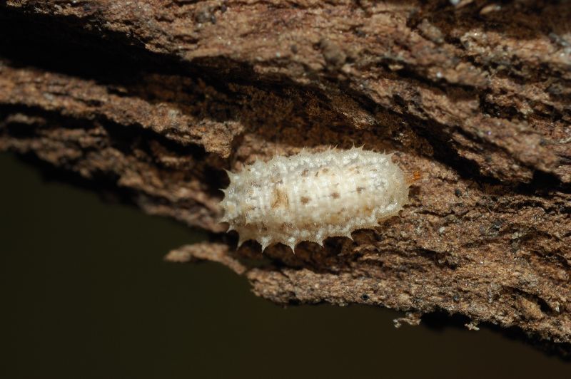 larva di dittero Syrphidae