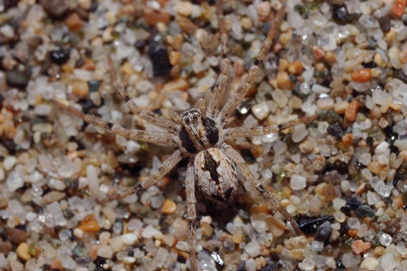 Thanatus sp.