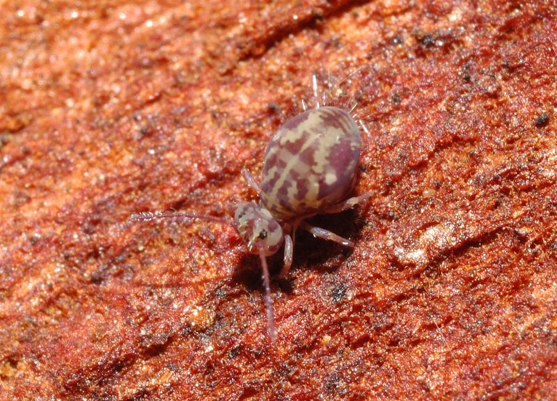 Dicyrtoma fusca con la tuta mimetica