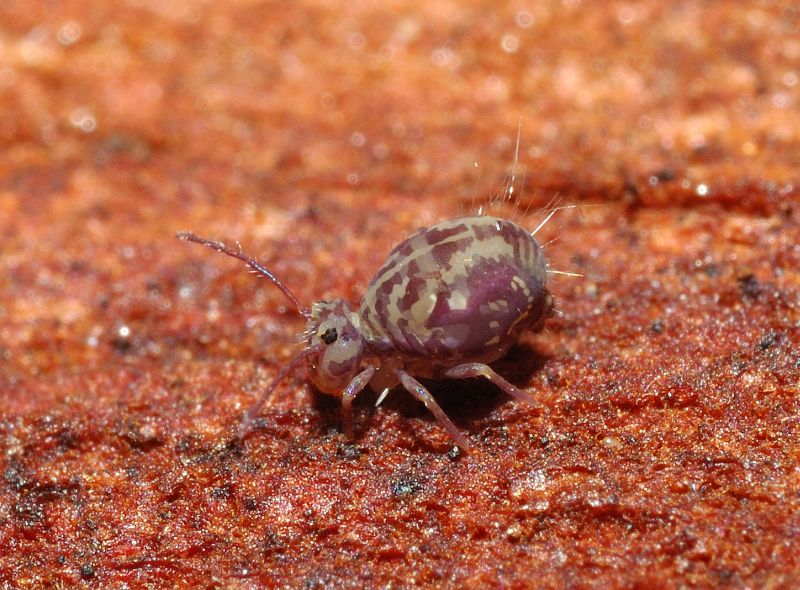 Dicyrtoma fusca con la tuta mimetica