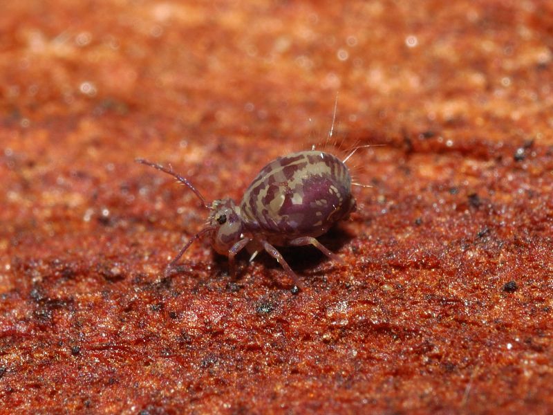 Dicyrtoma fusca con la tuta mimetica