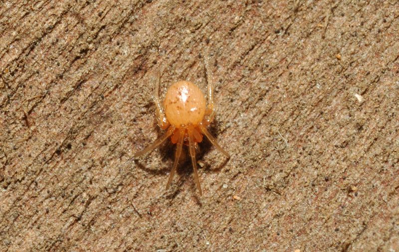 Ragno rosso piccolissimo (Theridiidae)