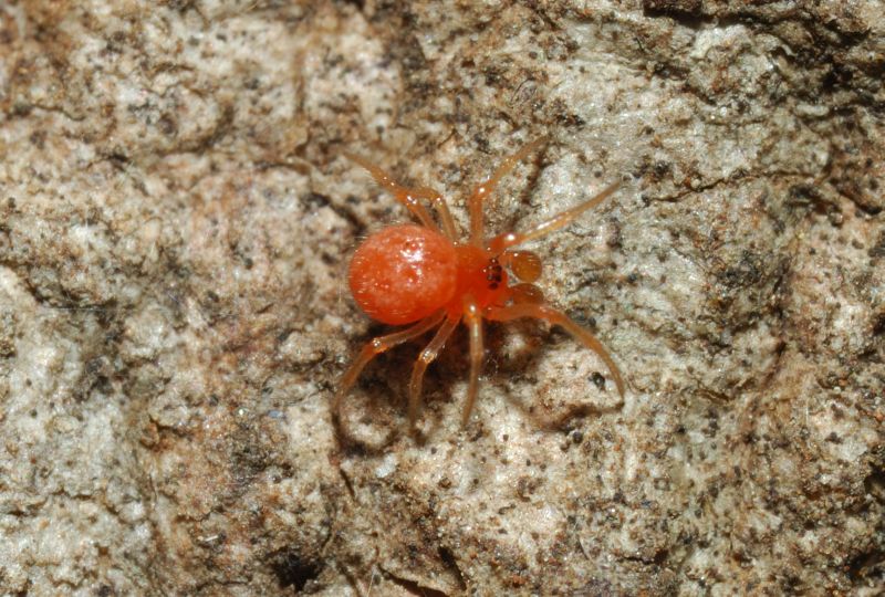 Ragno rosso piccolissimo (Theridiidae)