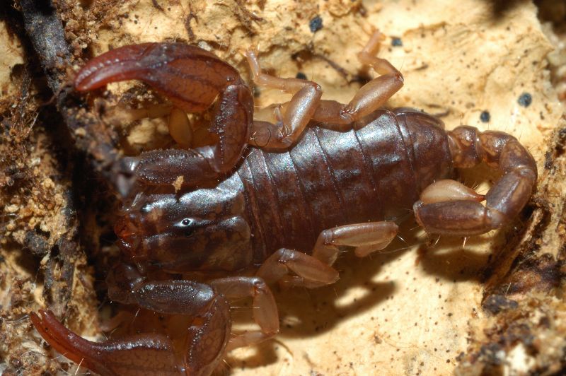 Euscorpius concinnus