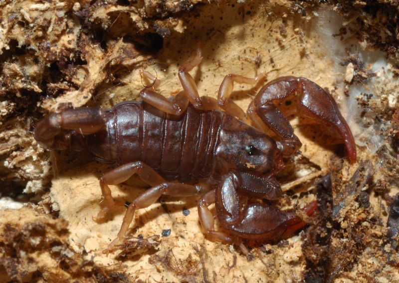 Euscorpius concinnus