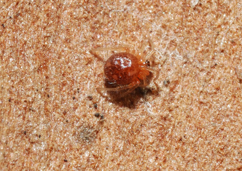 Ragno rosso piccolissimo (Theridiidae)